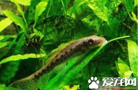 小精靈魚吃蝦嗎 小精靈魚主要以藻類為食