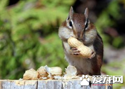 怎麼擺放松鼠籠子 籠子擺放的四個注意點