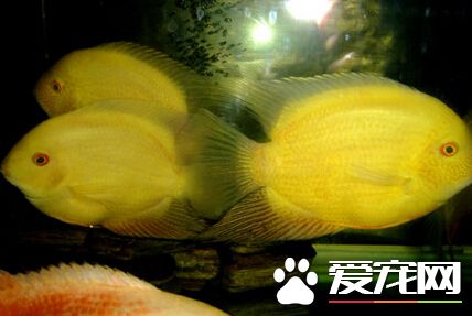 小精靈魚的飼養 小精靈魚的飼養難度不大