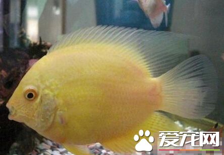 菠蘿魚怎麼樣 菠蘿魚很不錯的觀賞魚