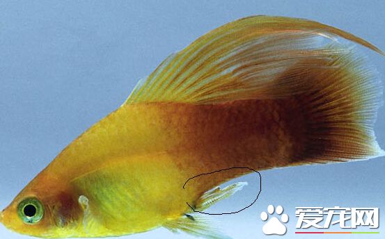月光魚水溫 最適和生長溫度為22－26℃