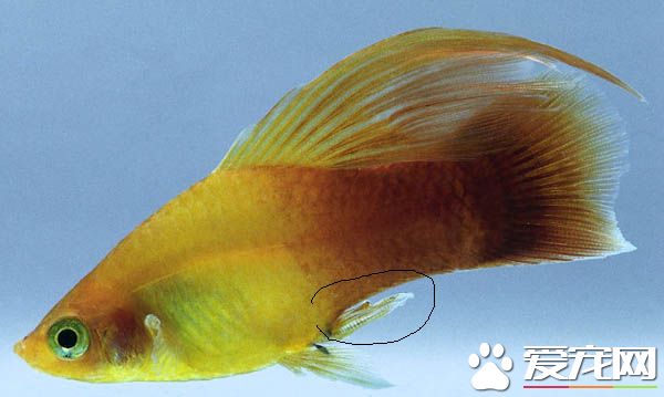 月光魚雌雄 可以從兩個方面來分辨雌雄