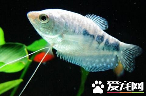 珍珠馬甲魚好養嗎 十分適合新手去嘗試