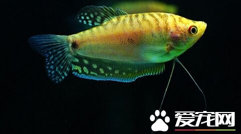珍珠馬甲魚混養 千萬不能和大型魚混養