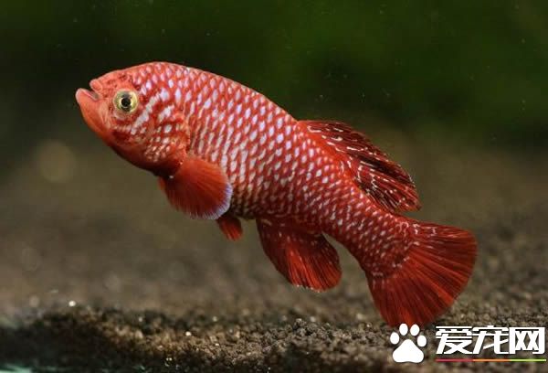 怎麼繁殖卵生鳉魚 繁殖的時候應控溫在25-26℃