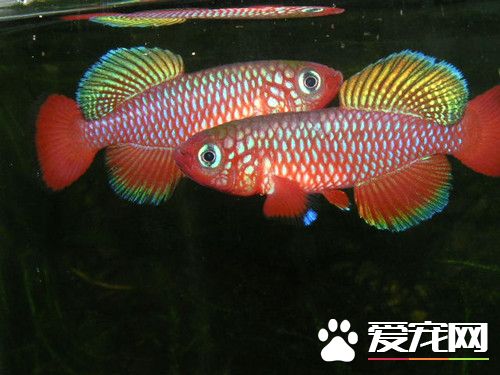 怎麼繁殖卵胎生鳉魚 可以自行繁殖出仔魚來
