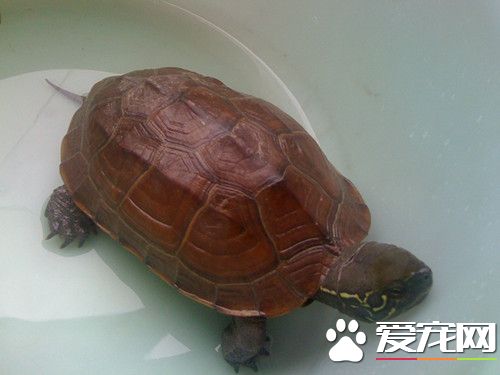 烏龜什麼時候下蛋 孵化期大約是兩個月左右