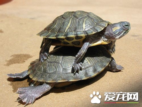 烏龜吃什麼長得快 要經常搭配喂養才長得快