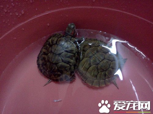 烏龜在哪裡冬眠 喜歡靜臥水底沙石中冬眠