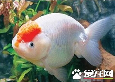 元寶紅好養嗎 元寶紅性格溫順飼養並不難