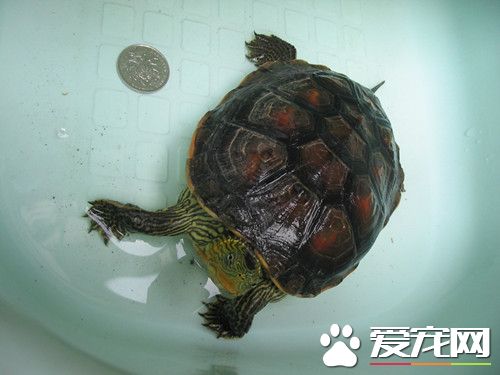 烏龜怎麼交配 交配前公龜會繞著母龜轉幾圈