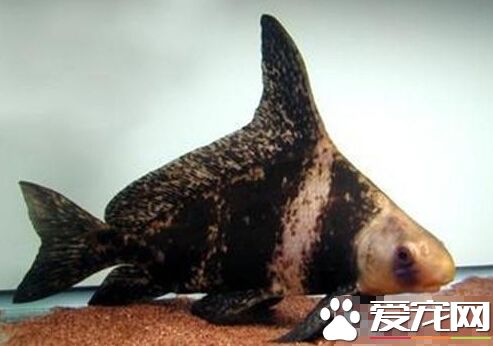 胭脂魚的飼養環境 不能與石首魚泥鳅混養