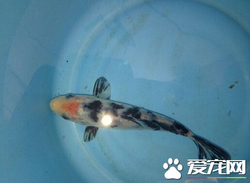 昭和三色的飼養環境 建議為21-27℃為宜