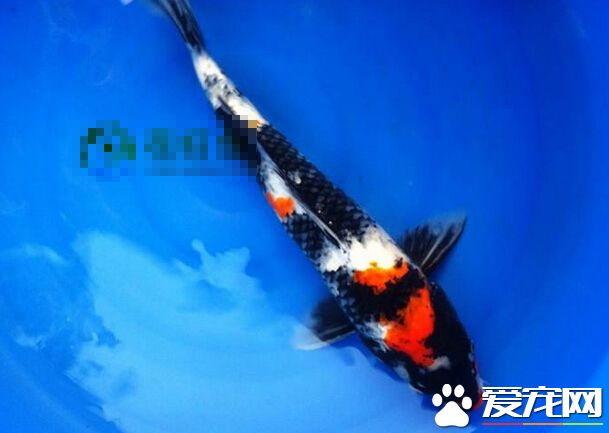 昭和三色好養嗎 說難不難說簡單也不簡單