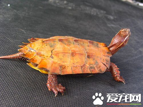 烏龜多少時間喂一次 夏天可以每天喂一次