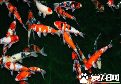 昭和三色的喂食要點 它是雜食性的觀賞魚