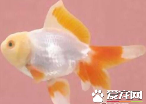 黃高頭好養嗎 黃高頭飼養起來並不是很難