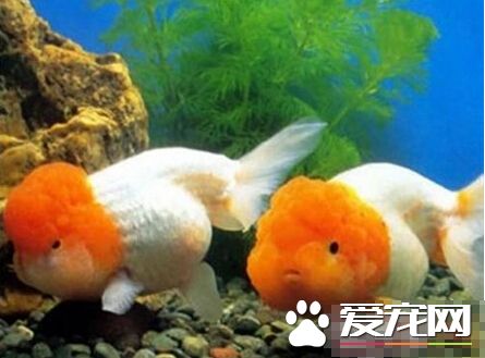 黃高頭的喂食要點 給予營養均衡的飼料