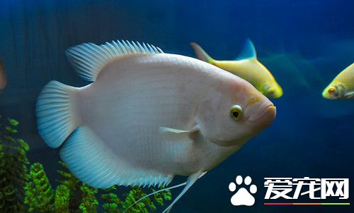 卵生仔魚的喂養 吸收卵黃囊中的營養維持發育
