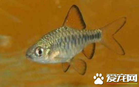 棋盤鲫能和什麼魚混養 其混養並不難