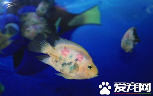 卵胎生仔魚的喂養 開食就可投喂魚蟲幼體