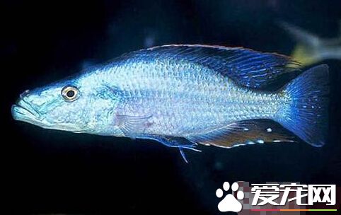 馬面鲷飼養環境 切記不能和小魚混養