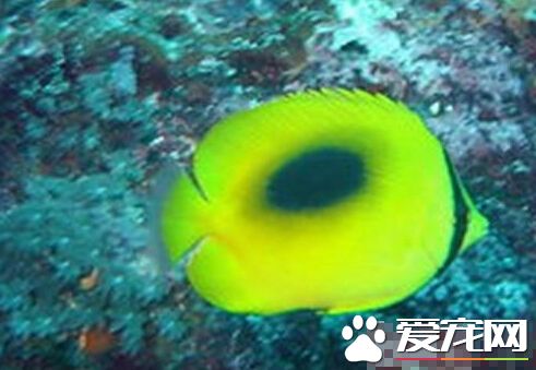 鏡斑蝴蝶魚飼養環境 建議大家單獨飼養