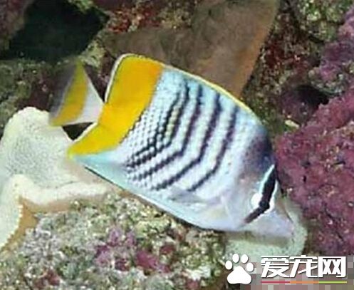 默氏蝴蝶魚飼養環境 照明設備是很重要