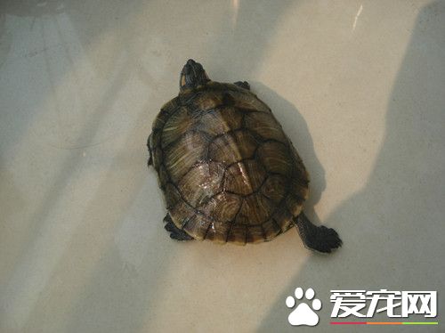 烏龜如何養 養烏龜需要注意的幾個事項