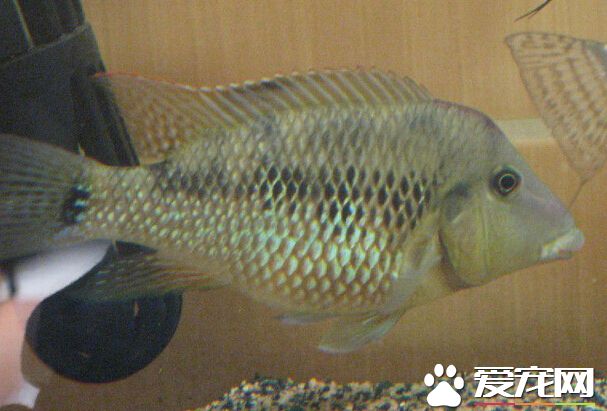 牛頭鲷的飼養環境 建議飼養水溫為22-30℃