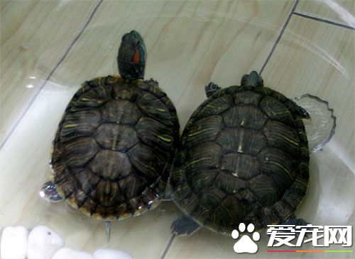 烏龜如何喂食 水溫20度以上就會進食了