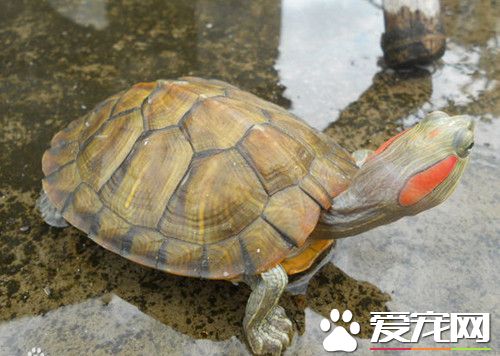 烏龜如何冬眠 當溫度低於10攝氏度時會冬眠