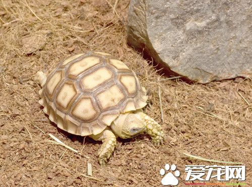 烏龜怎麼不吃東西 造成烏龜不吃食的六種原因