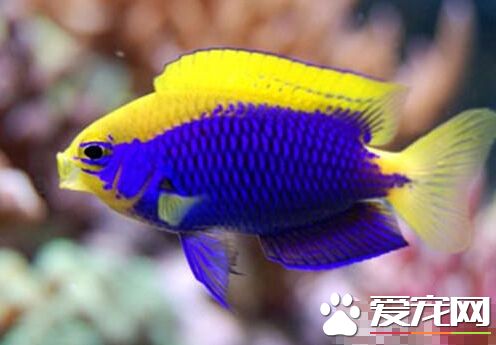 史氏金翅雀鲷的飼養環境 水溫在24-27℃