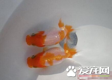 日獸喂食要點 每天的食物做好定時定量