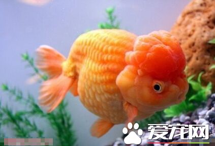 日獸好養嗎 日獸十分適合新手們去嘗試