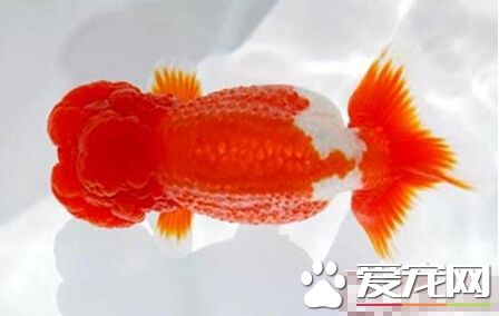 日獸飼養環境 喜歡硬度低微鹼性的水質