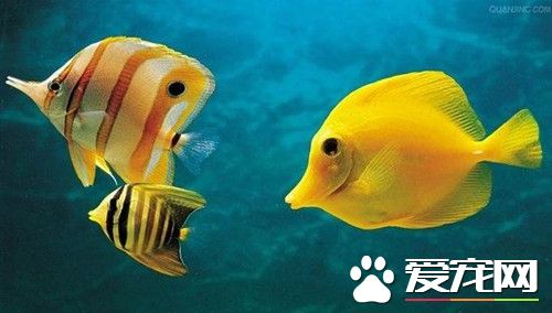 熱帶魚雜交繁殖 可產生不同於親本的後代