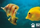 熱帶魚雜交繁殖 可產生不同於親本的後代