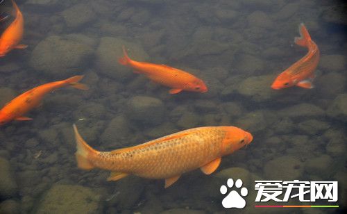 鯉科魚類的繁殖 水位比原飼養時要淺些