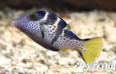 日本婆飼養環境 日本婆最佳的飼養環境