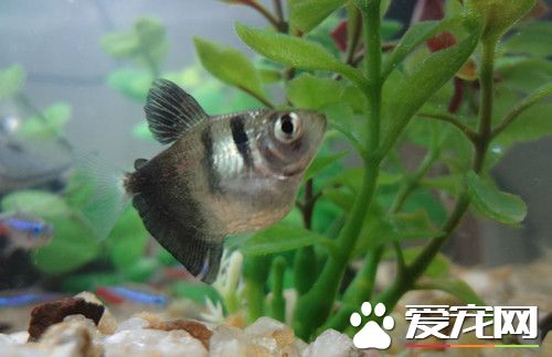 脂鯉科魚類的繁殖 水族箱底需要鋪金絲草