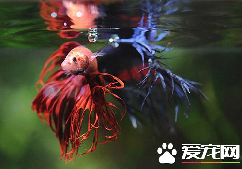 攀鲈科魚類的繁殖 水面需要放入浮性水草