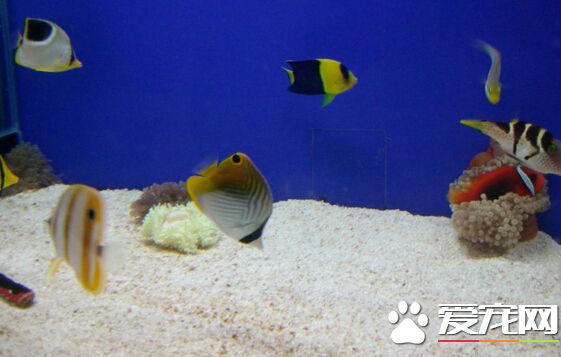 紅尾蝶好養嗎 紅尾蝶不適合新手去嘗試