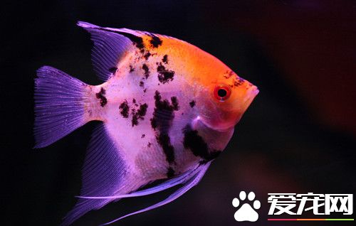 熱帶魚繁殖方式 繁殖時候需要提高水溫1～2℃