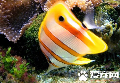 熱帶魚親魚的飼養 要給親魚適宜的生活條件
