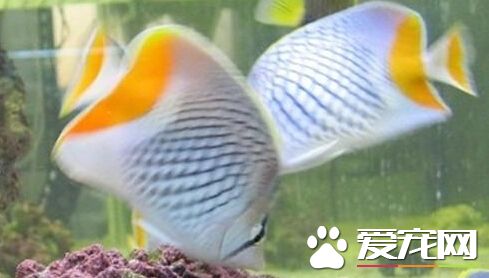紅尾蝶飼養環境 可適當種植一些珊瑚礁