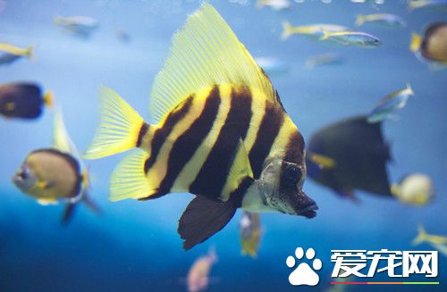 熱帶魚親魚的選擇 同種同齡魚中挑選個體大