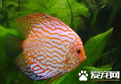 小型熱帶魚混養搭配 熱帶魚混養的注意事項