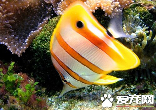 熱帶魚怎麼搬運 熱帶魚搬運放養注意事項